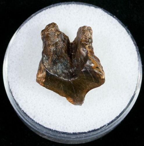 Triceratops Shed Tooth w/ Partial Root- Montana #10764